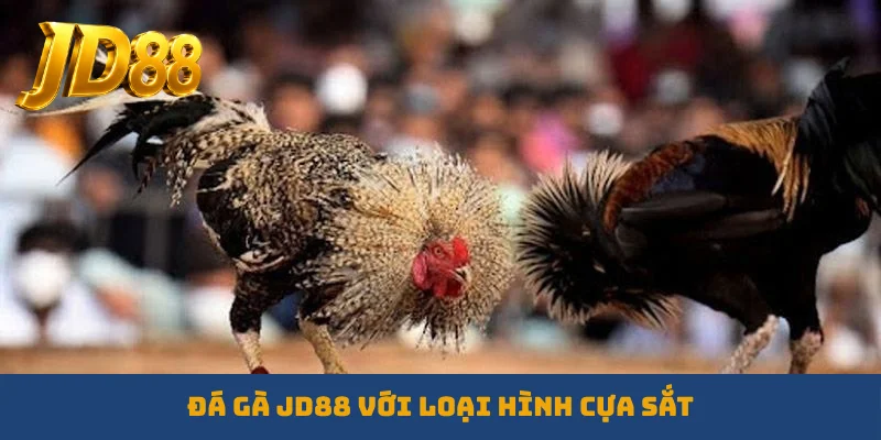 Đá gà JD88 với loại hình cựa sắt